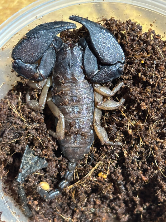 Rainforest scorpion female mt glorious locale.