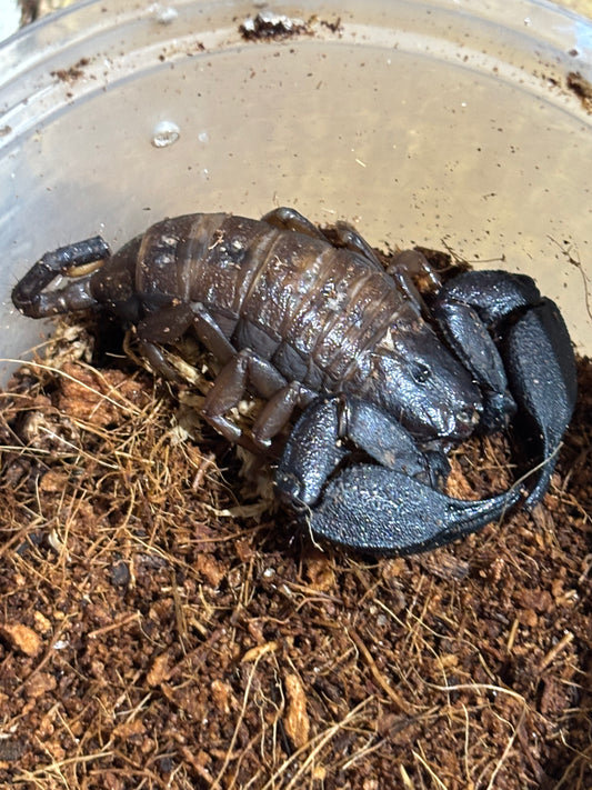 Rainforest scorpion female cairns locale.