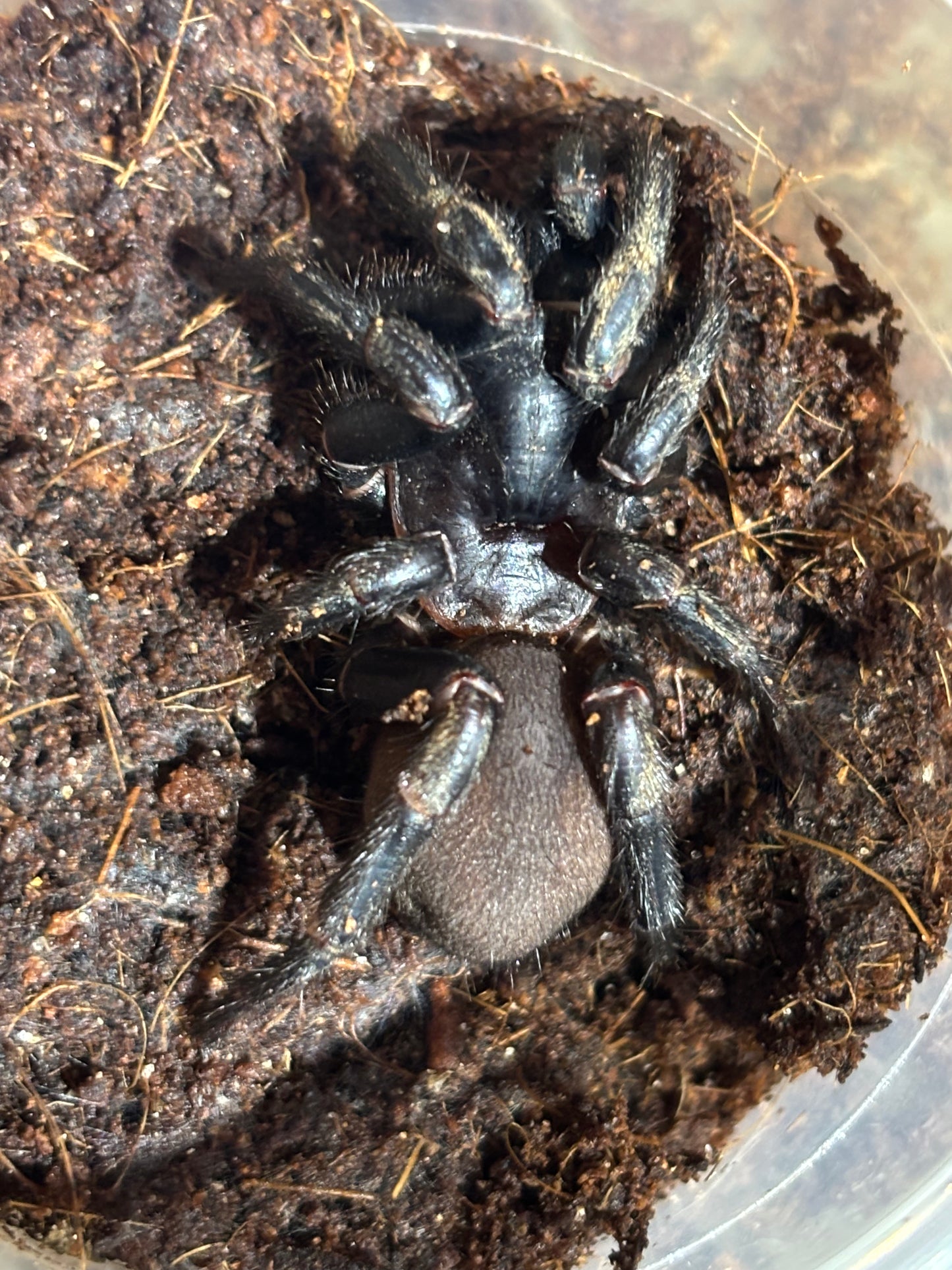 Cataxia pulline female.