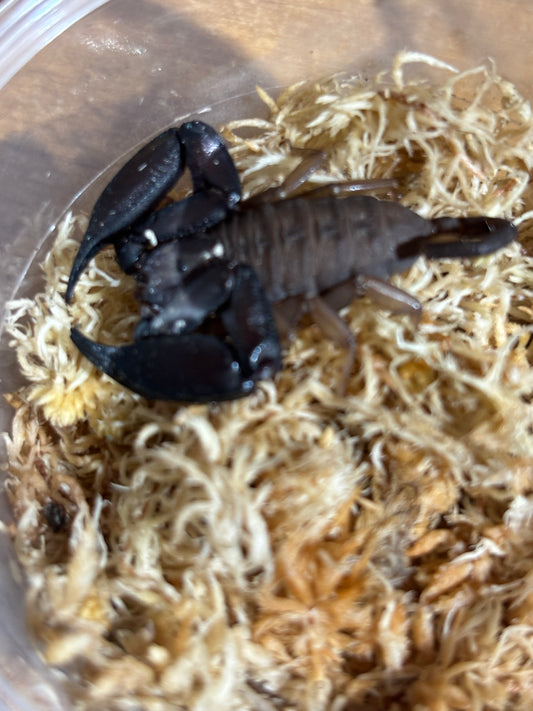 Rainforest scorpion male carmila locale.