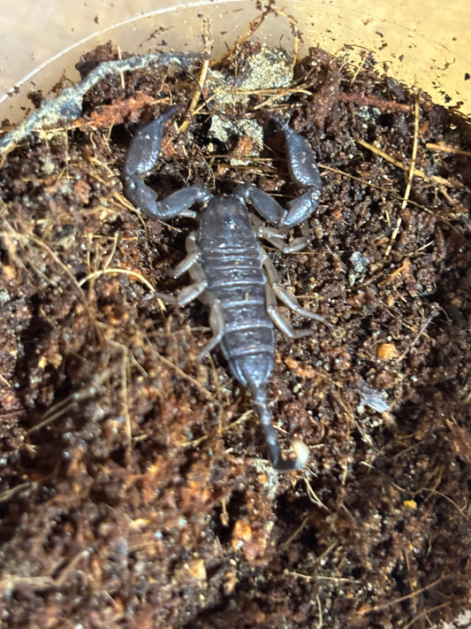 Rainforest scorpion small juvenile.