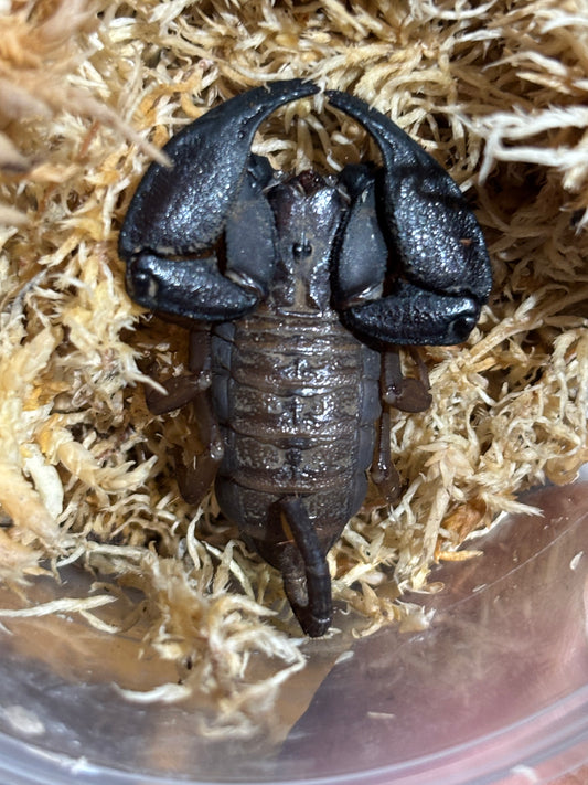 Rainforest scorpion female carmila locale.