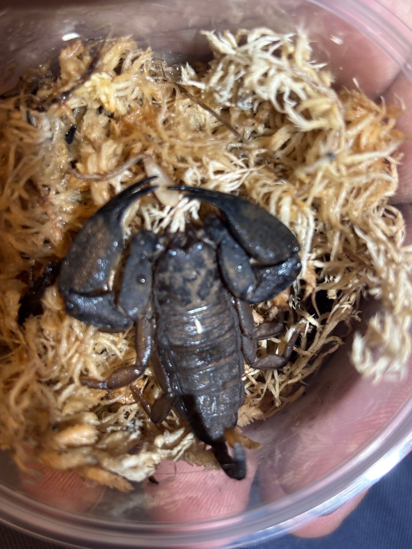 Rainforest scorpion female, cardstone locale.