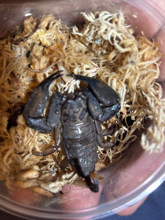 Rainforest scorpion female, cardstone locale.