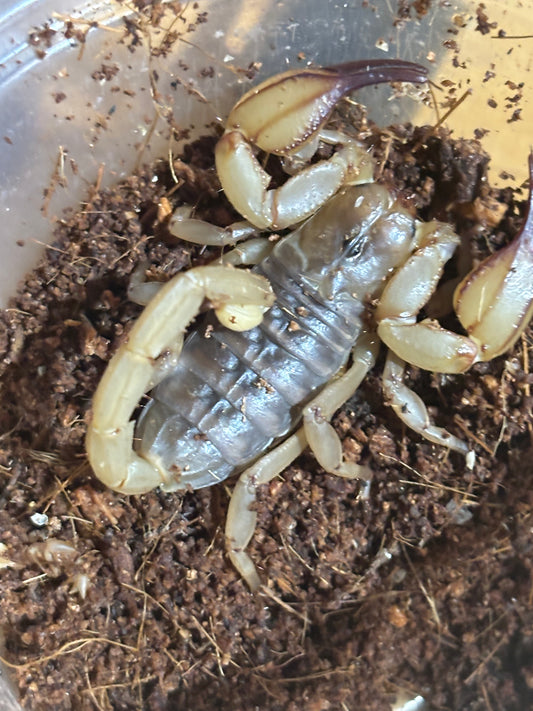Flinders range scorpion juvenile.