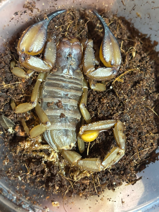 Flinders range scorpion female.