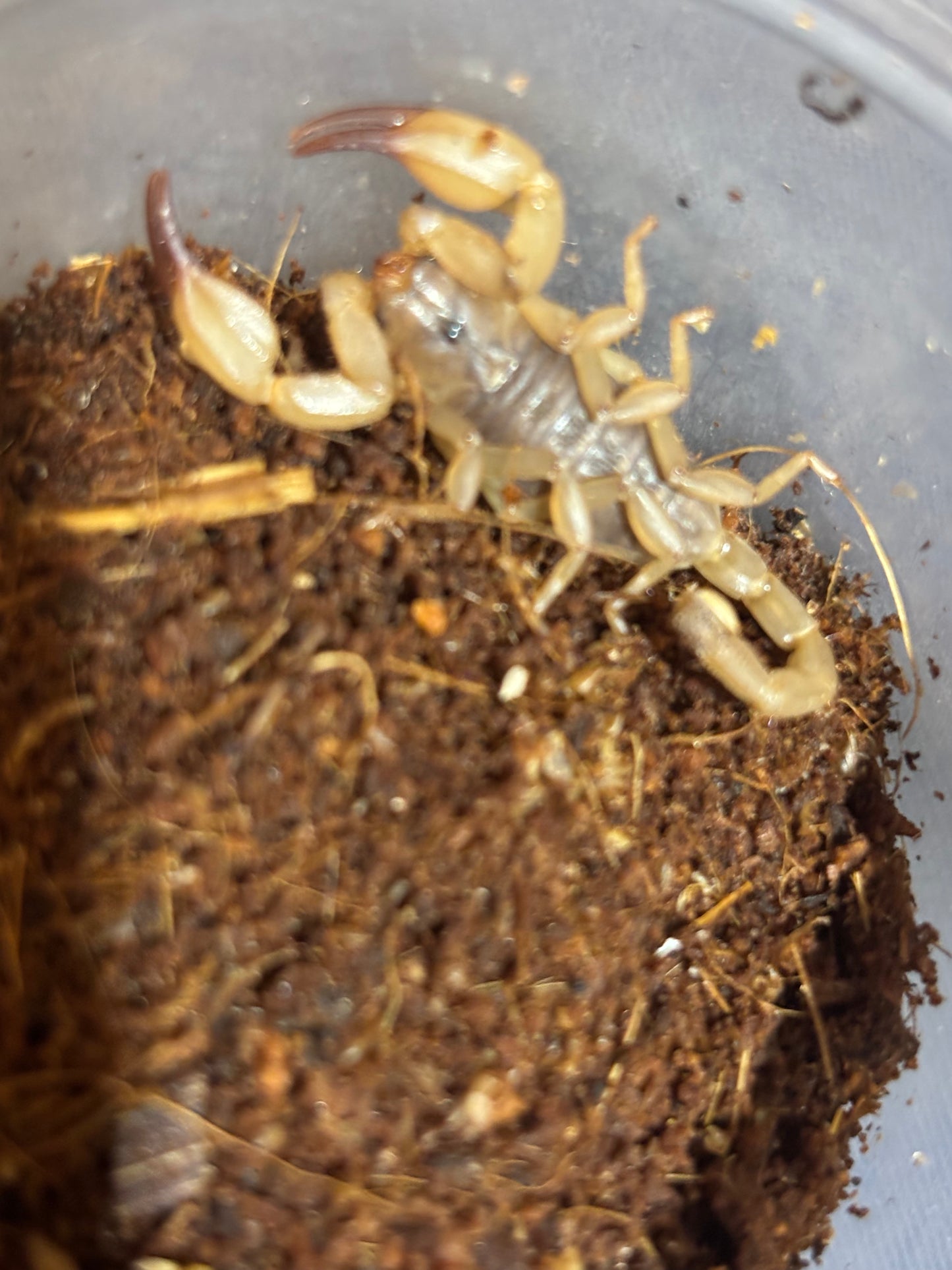 Flinders range scorpion small juvenile.