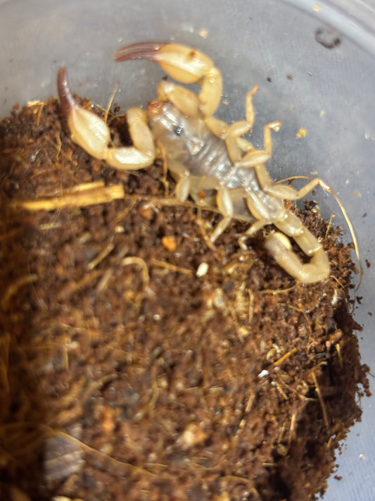 Flinders range scorpion small juvenile.