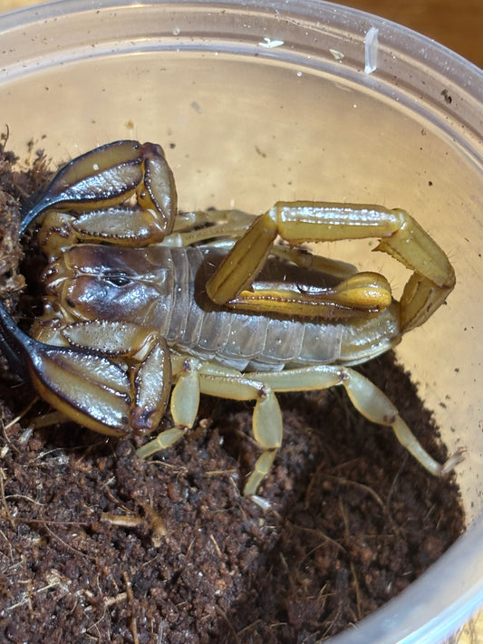 Flinders range scorpion male.