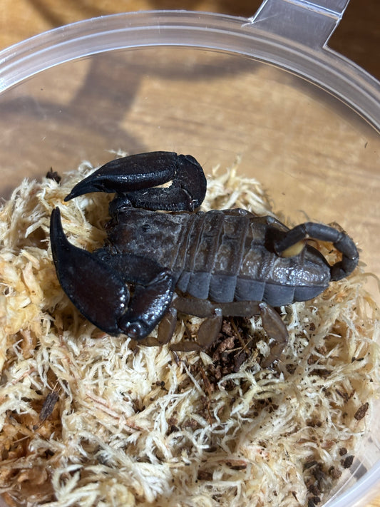 Rainforest scorpion female mission beach locale.