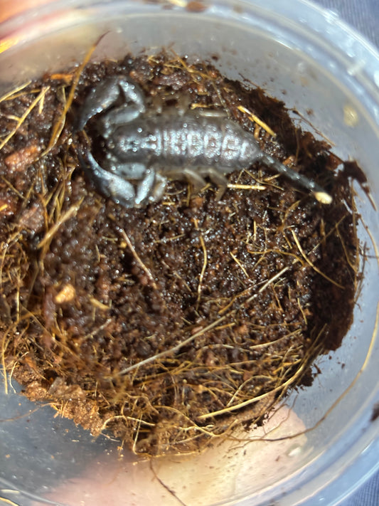 Rainforest scorpion juvenile