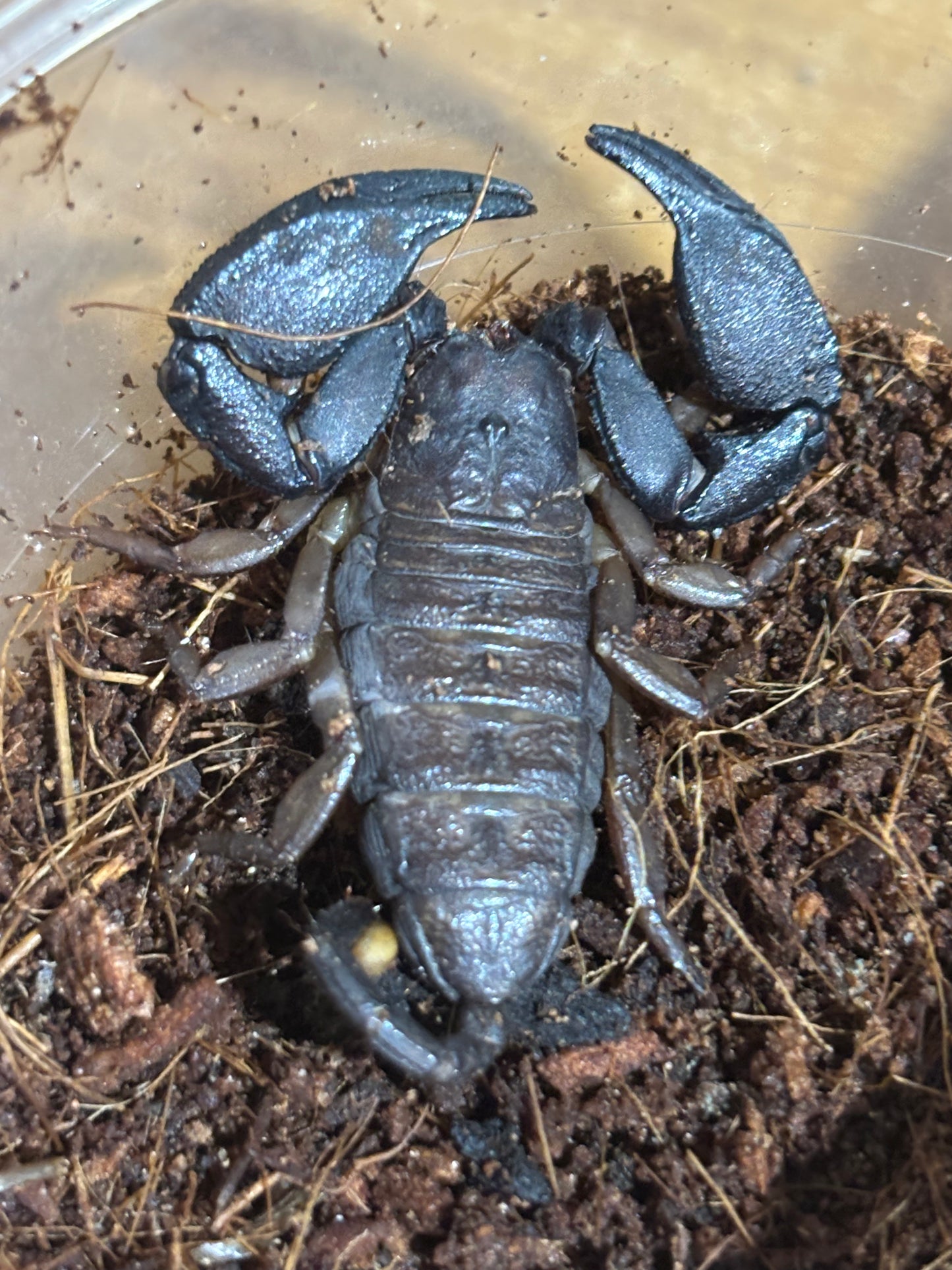 Rainforest scorpion female, sandy creek locale.