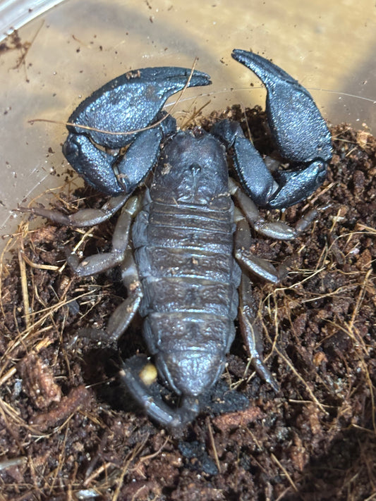 Rainforest scorpion female, sandy creek locale.