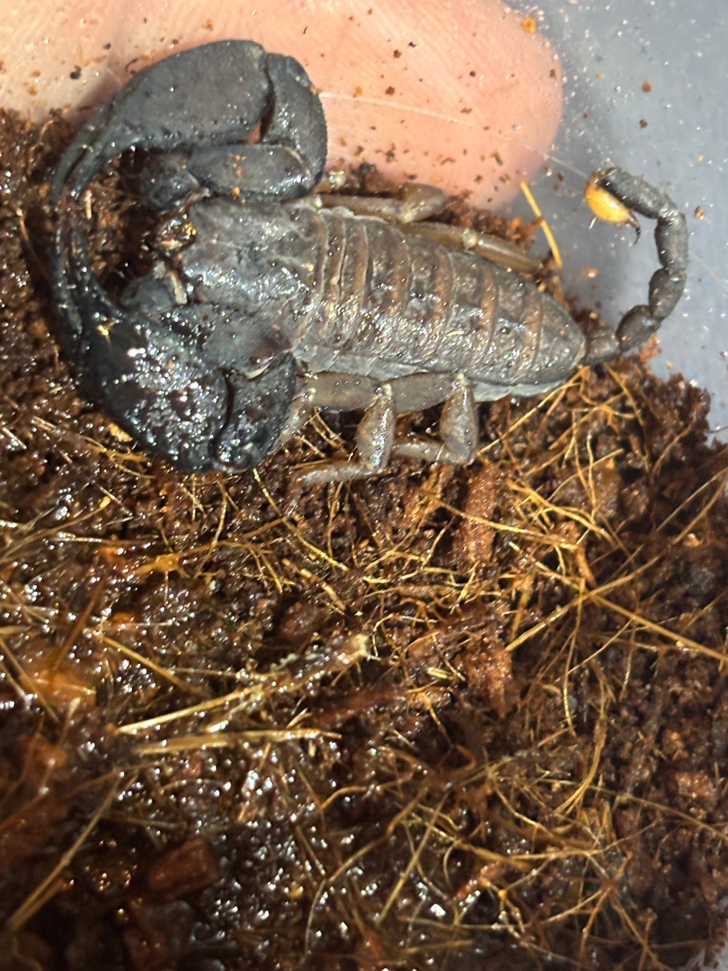 Rainforest scorpion female, Hervey Bay locale.