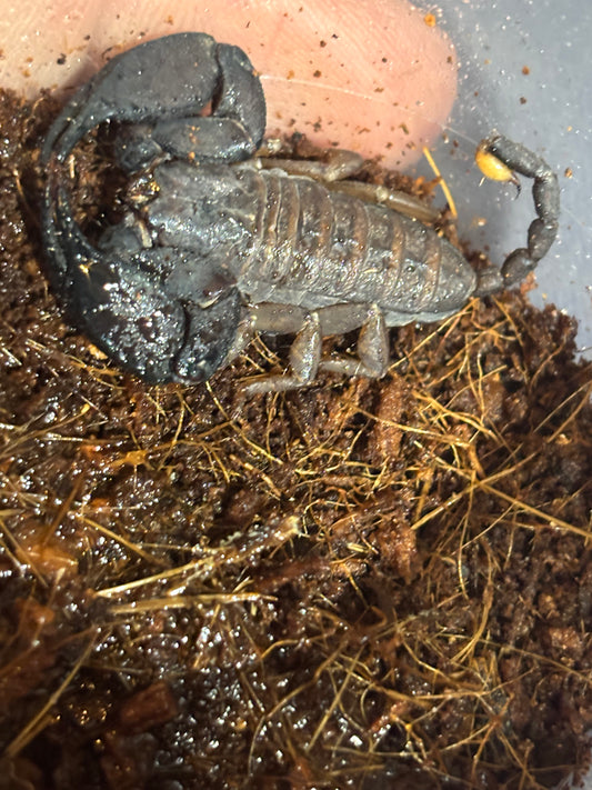 Rainforest scorpion female, Hervey Bay locale.