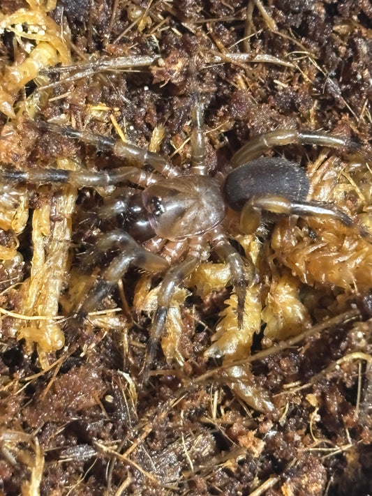 Cataxia sp Brisbane sling.