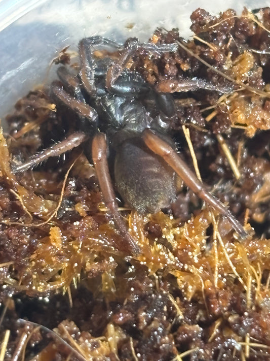 Arbanitis sp Amamoor sling.