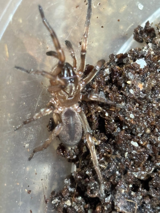 Stanwellia sp1 Victoria locale.