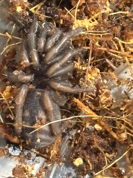 Arbanitis gracilis sling.