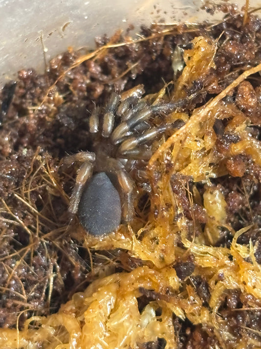 Cataxia sp Victoria sling.