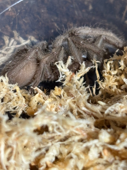 Phlogius sp Max / quinakin 50mm leg span.