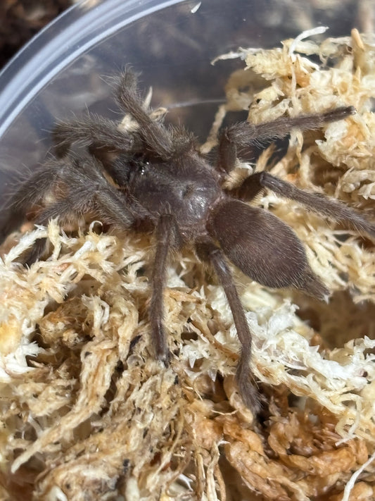 Phlogius sp quinakin/ max 30mm leg span.