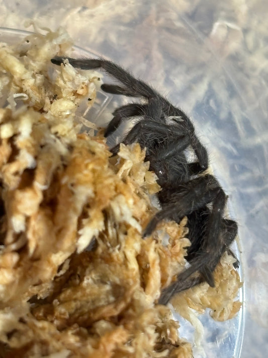 Coremiocnemis tropix large sling.