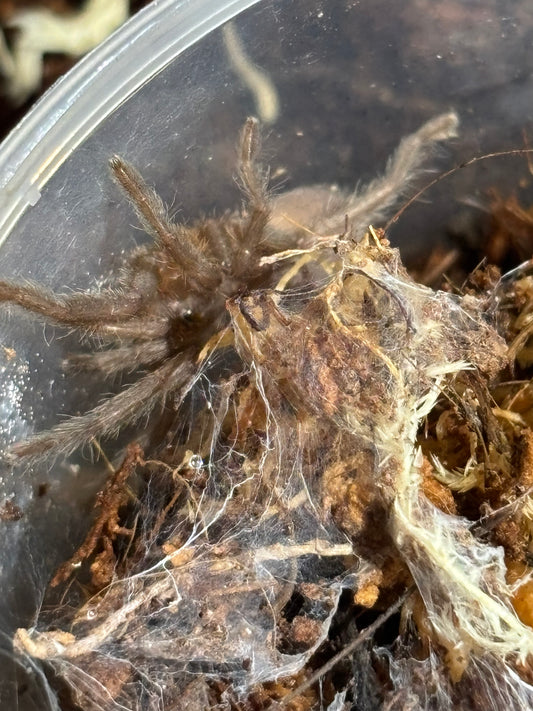 Phlogius sp Max sling.