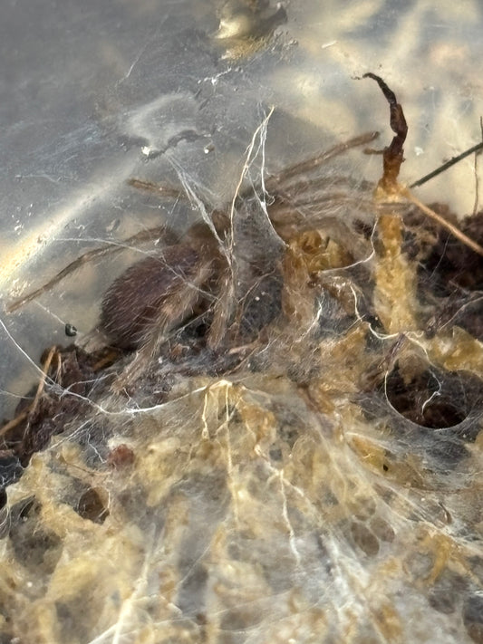 Phlogius cape gloucester sling.