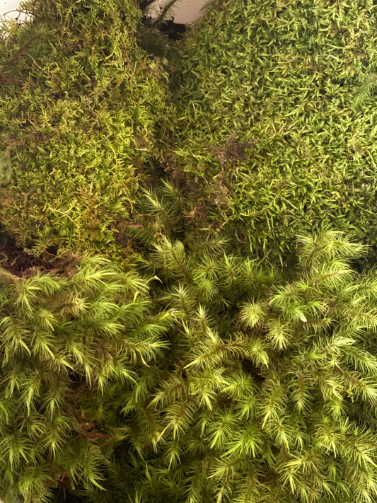 Live moss 500ml Chinese food container full.