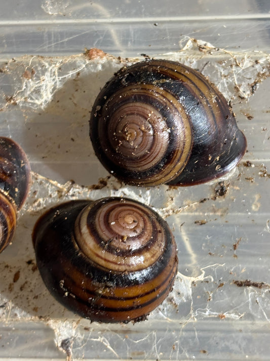 Figuladra lessoni snail.