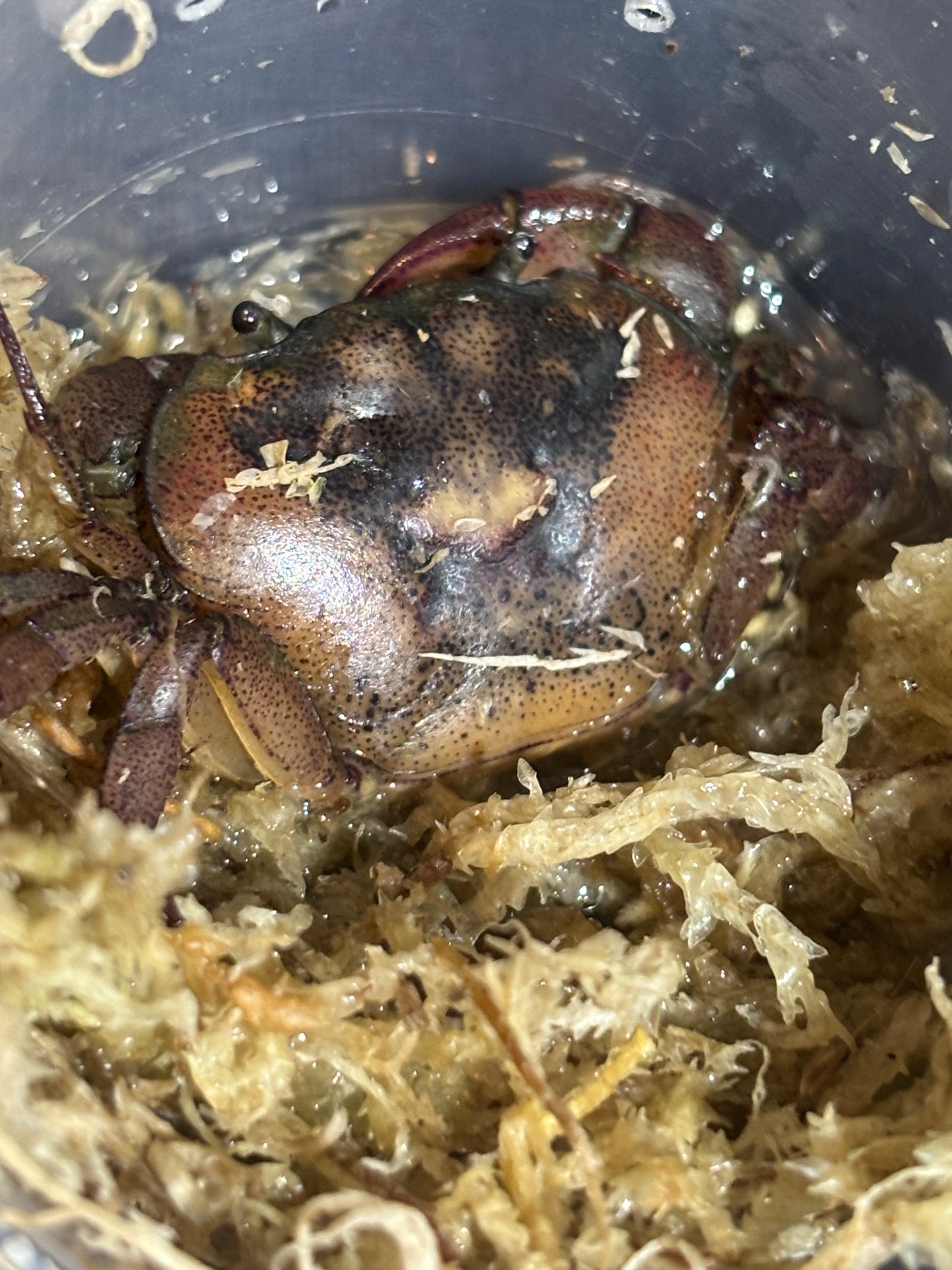 Fresh water crabs female large.