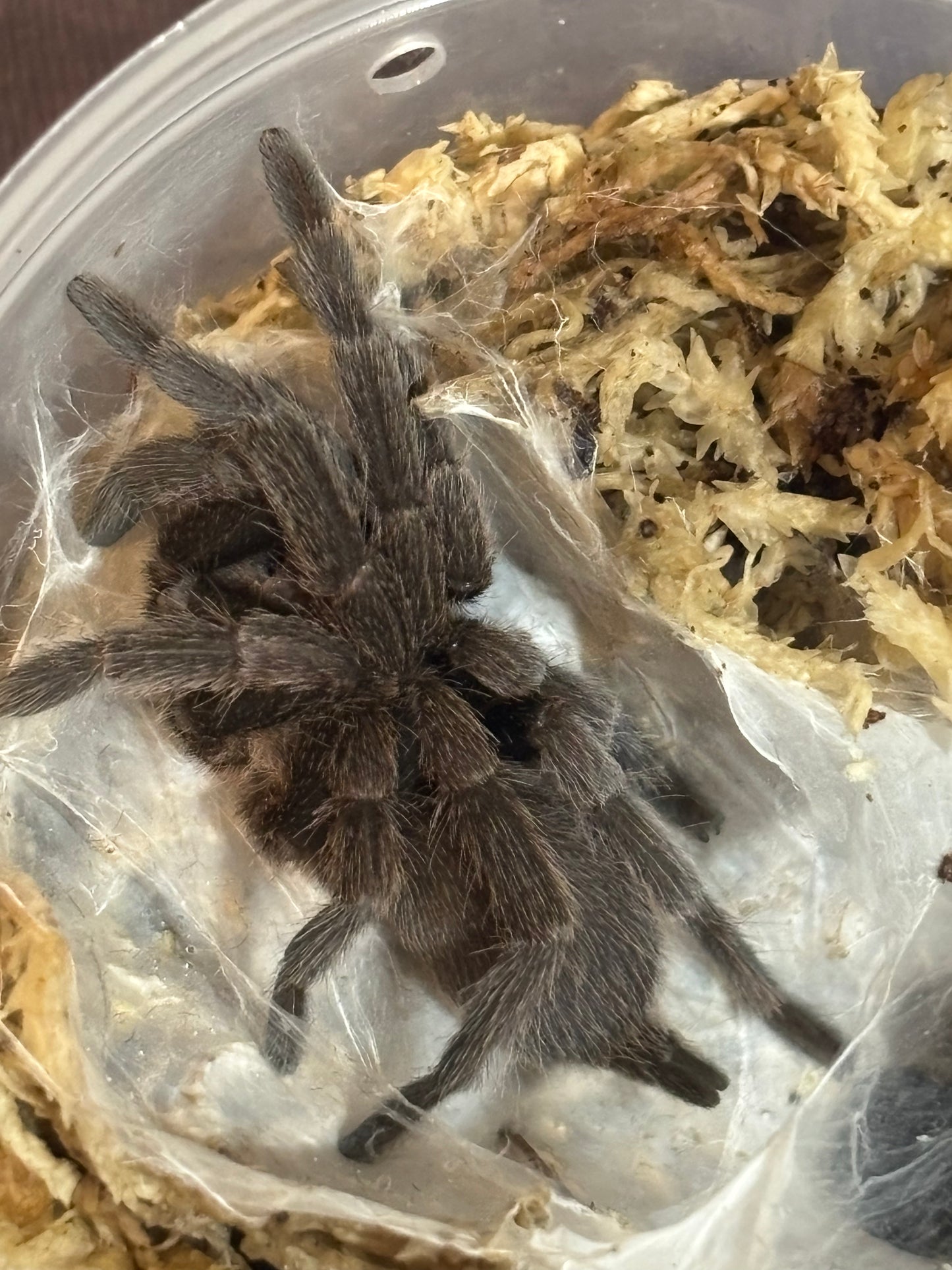 Coremiocnemis tropix, semi social, 40mm leg span.