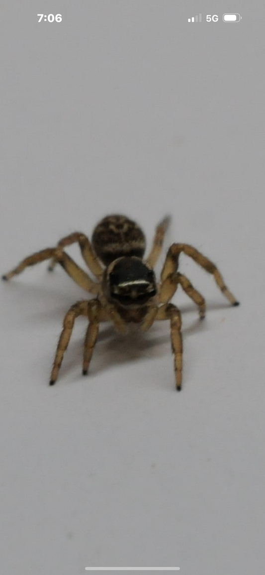 Maratus griseus - Adult Females - Central Coast