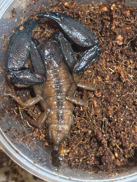 Rainforest scorpion male Mackay locale.