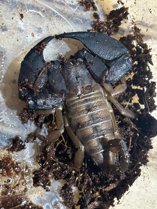Rainforest scorpion female Mackay locale.