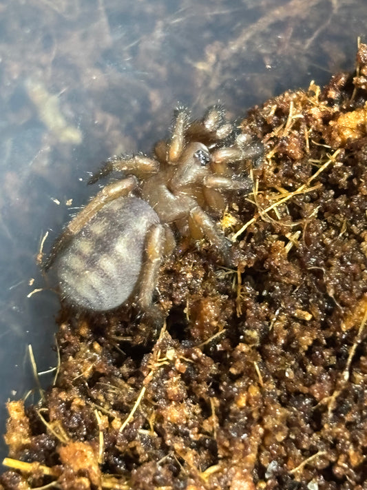 Lid building Arbanitis orange captive bred sling.