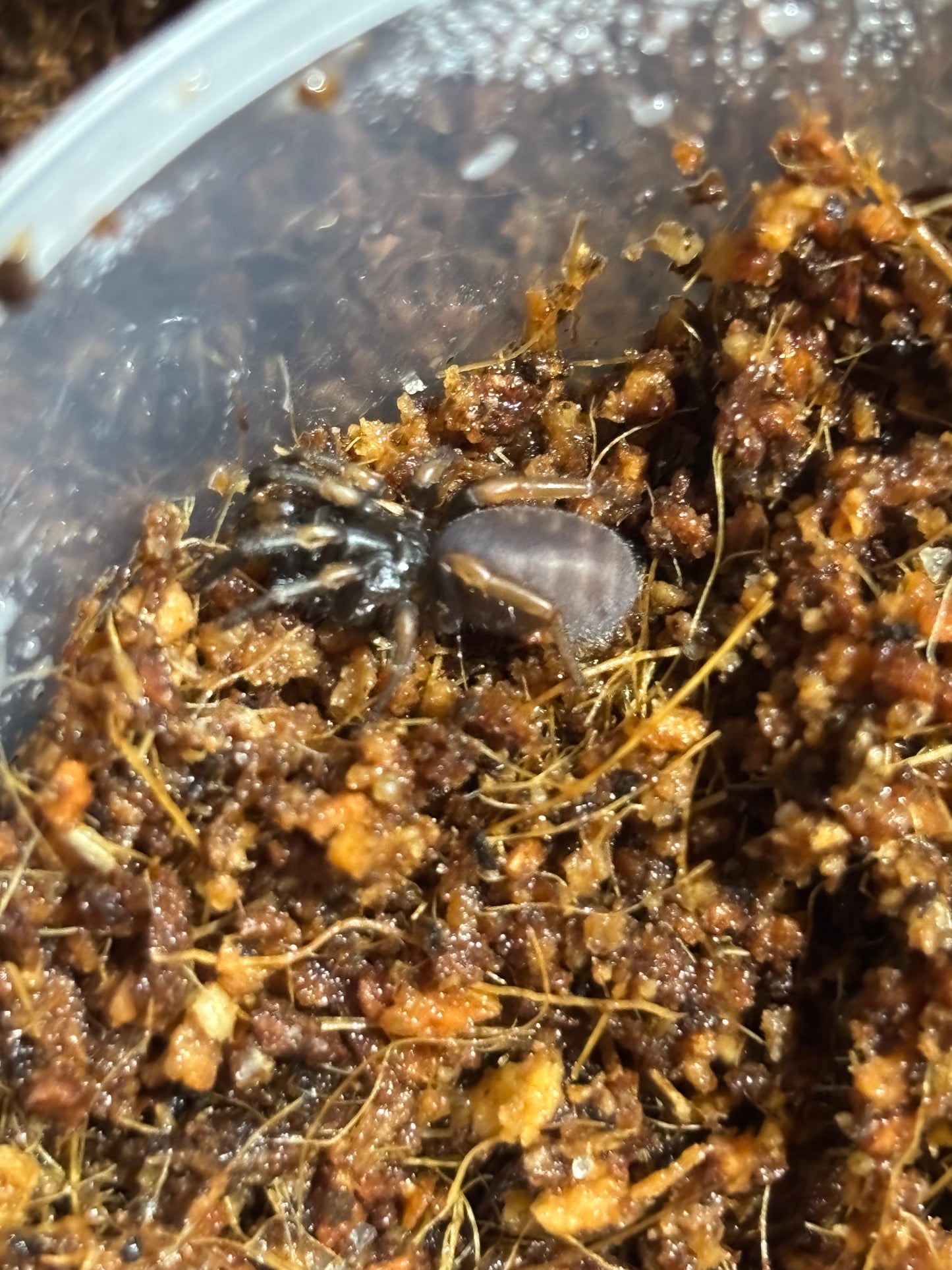 Arbantis sp Gold Barrington Tops locale sling.