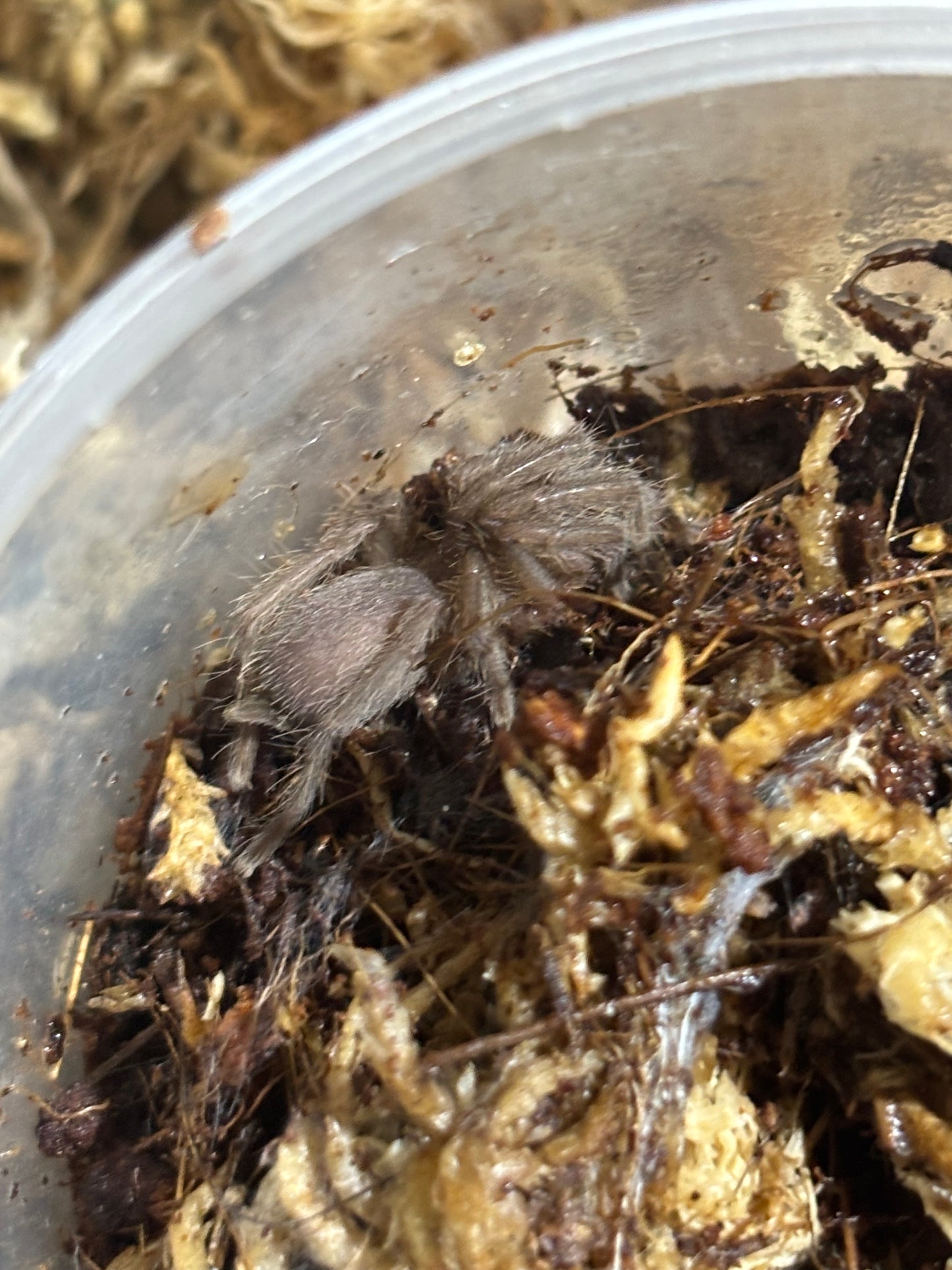 Coremiocnemis tropix large sling.