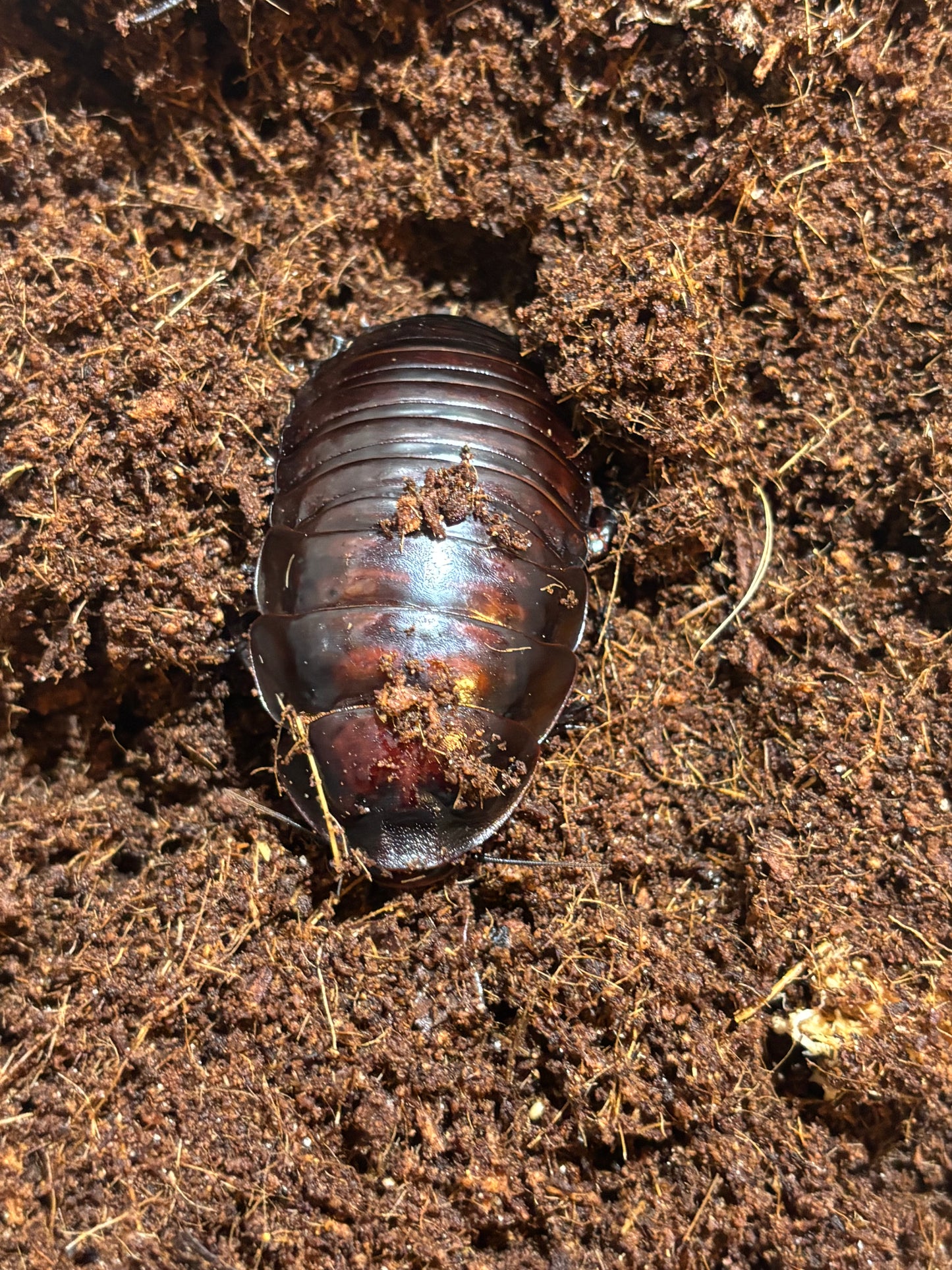 Female juvenile burrowing roach.