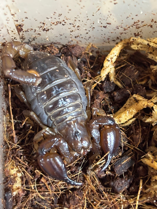 Female black rock scorpions Orange locale.