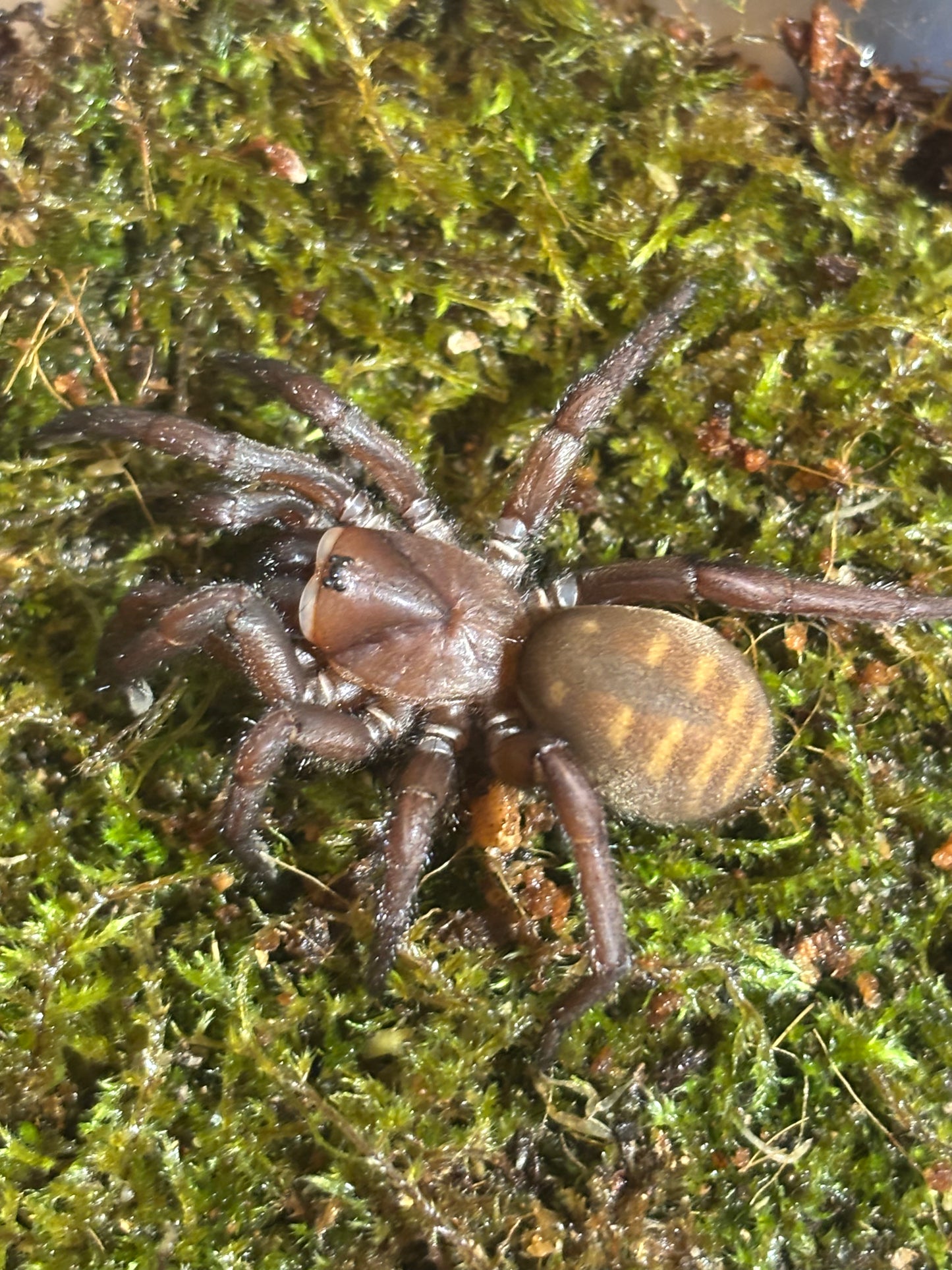 Lid building Arbanitis orange juvenile.