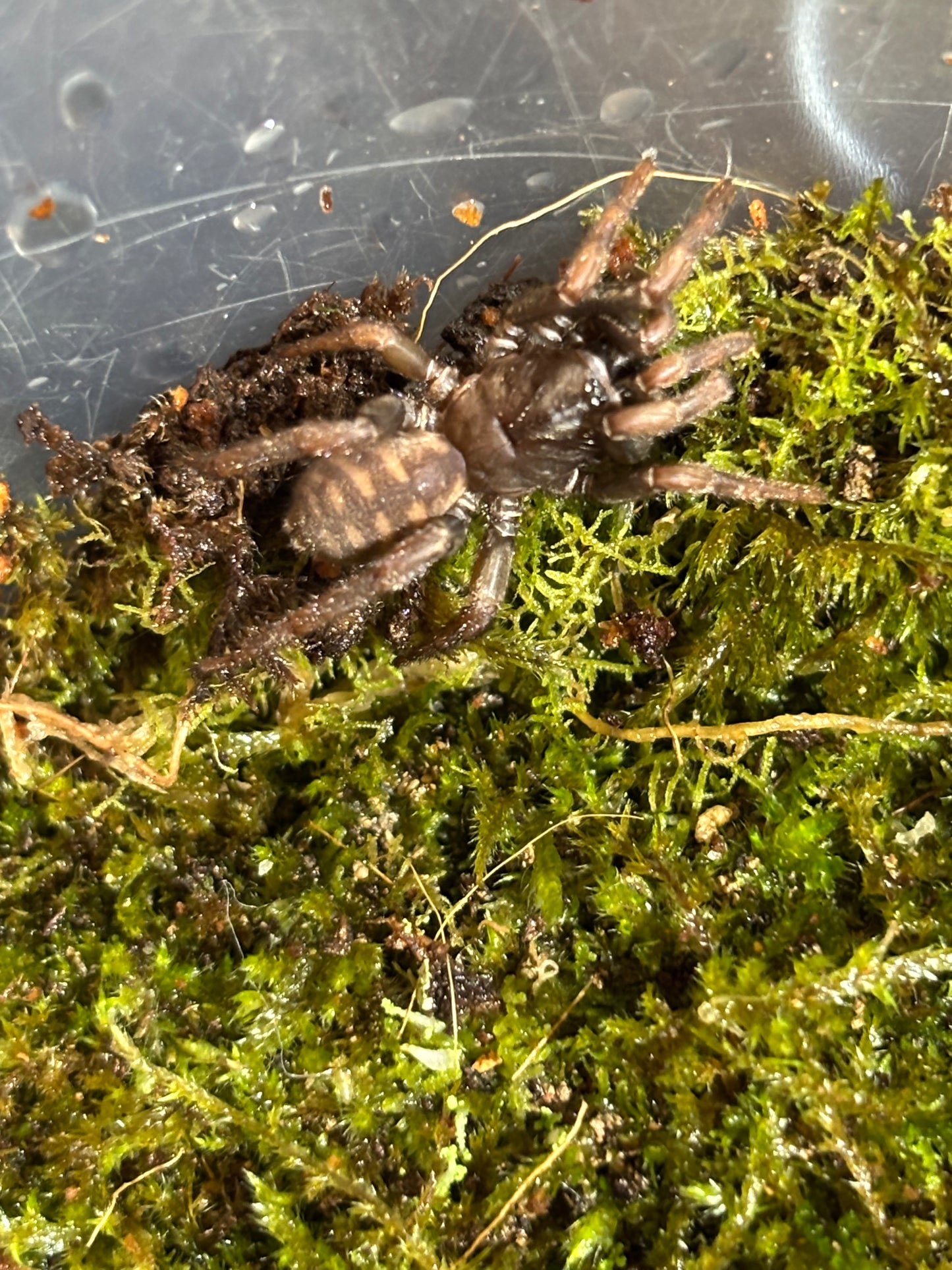 Little lid building Arbanitis Orana.