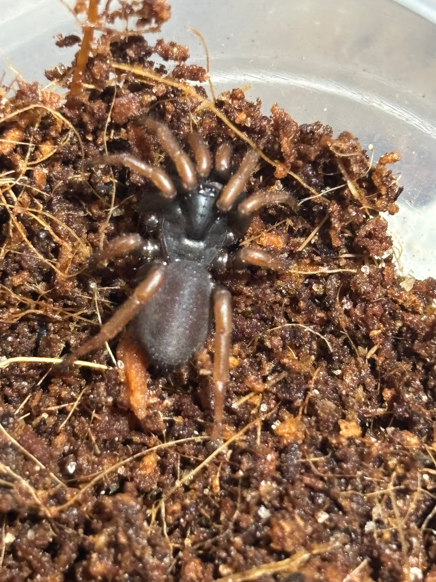 Little cataxia sp Mossman.