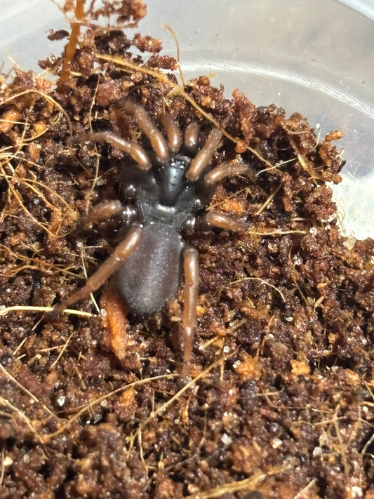 Little cataxia sp Mossman.