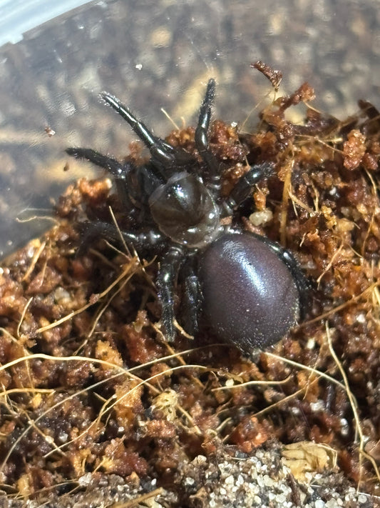 Hadronyche nimoola sling.
