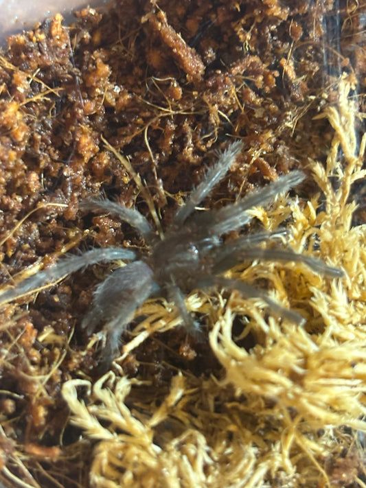 Phlogius Proserpine sling.
