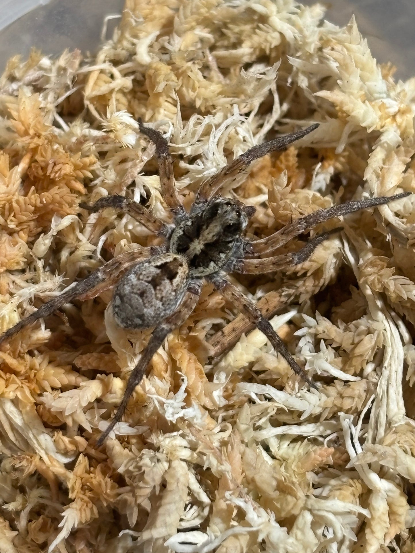 Juvenile Variable wolf spider ( Venator spenceri ).