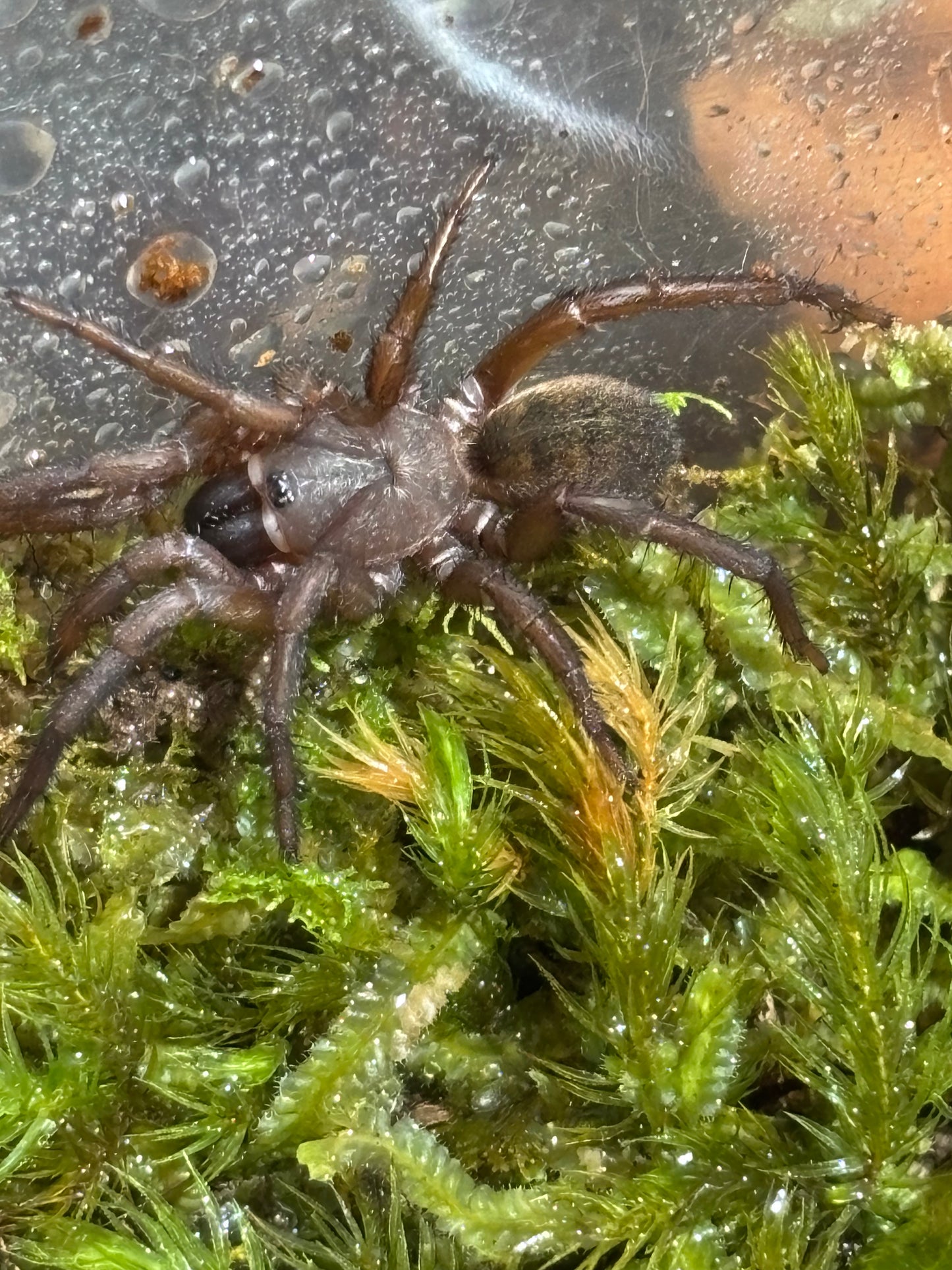 Drawbridge Arbanitis carrai sling.