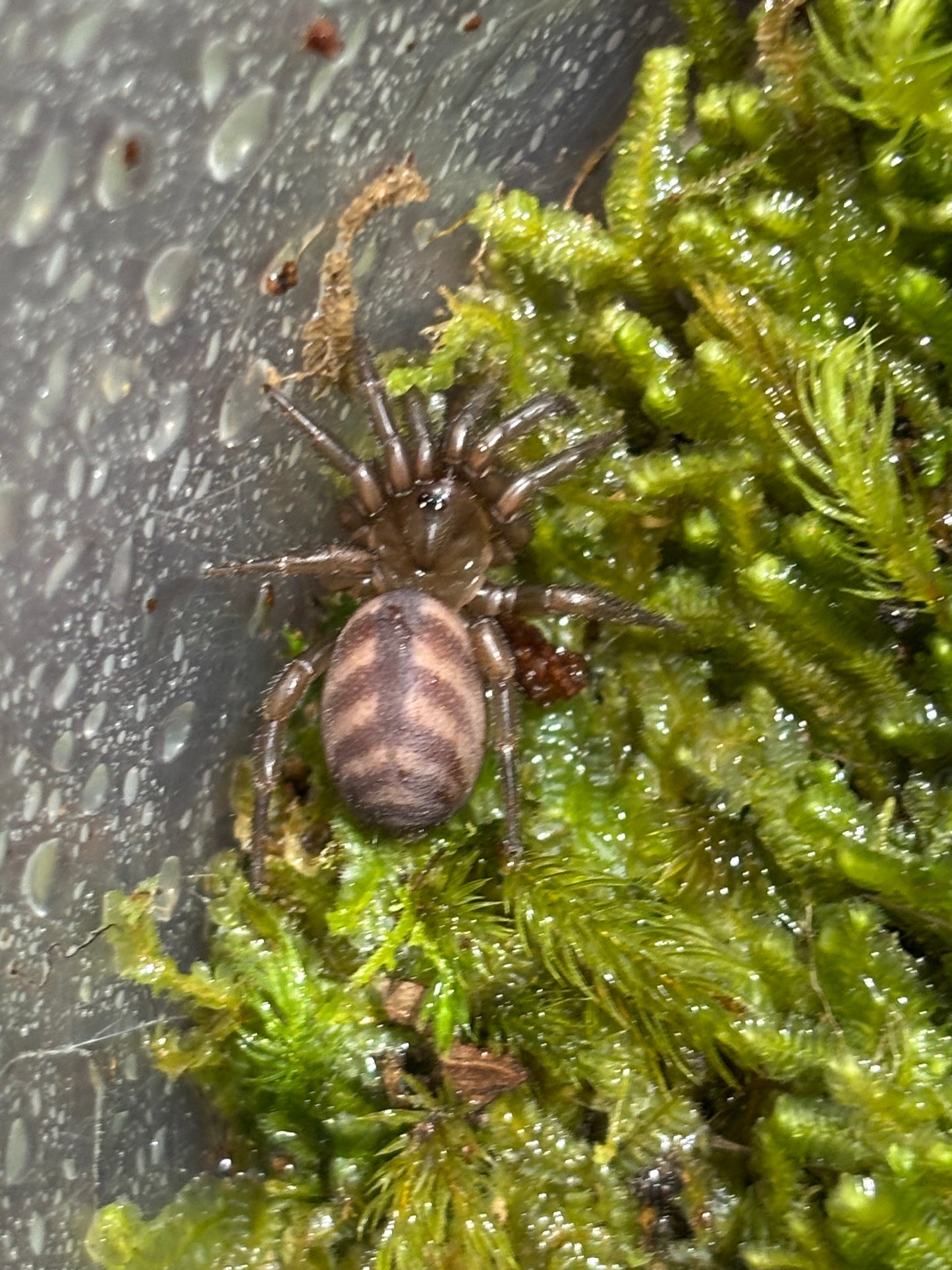 Cryptoforis sp Victoria sling.